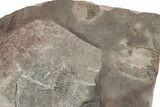 Ordovician Trilobite Mortality Plate (Pos/Neg) - Morocco #194171-2